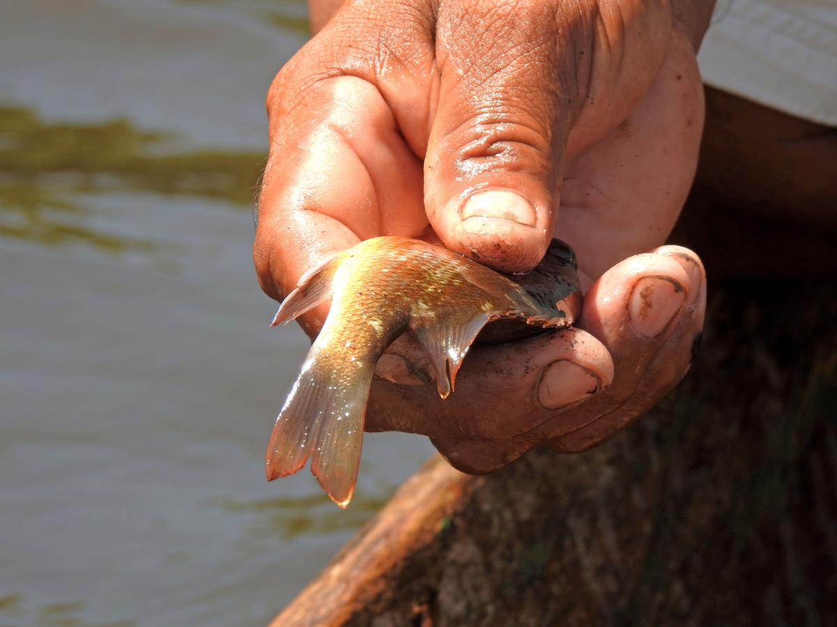 La pesca artesanal constituye uno de los principales medios de vida en la franja costera de la cuenca baja de Río Paz.
