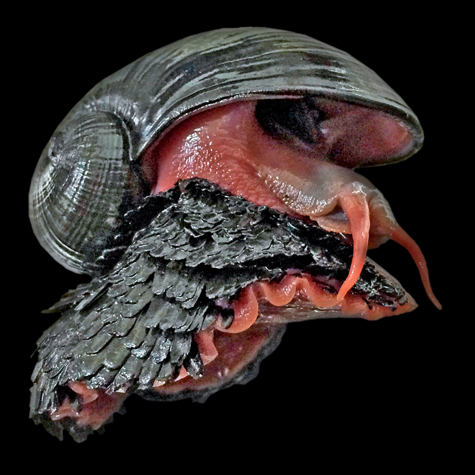 Scaly-foot Snail (Chrysomallon squamiferum)
