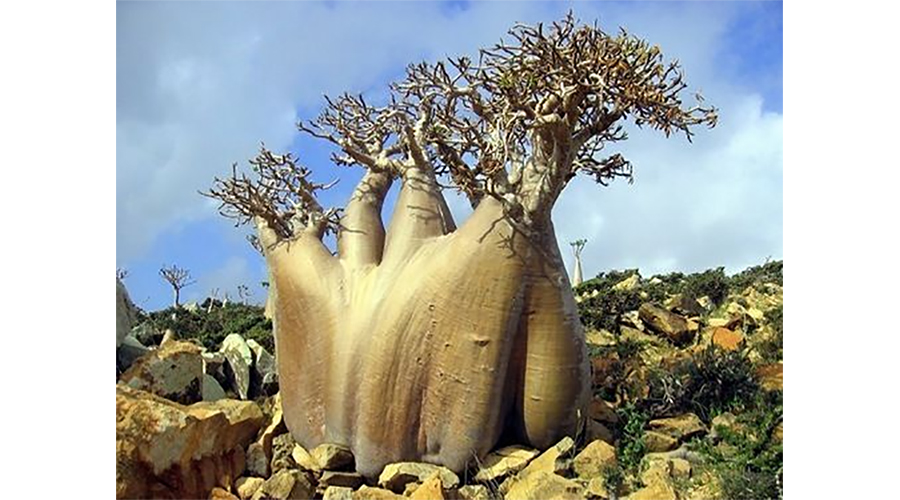 Cucumber Tree Socotra