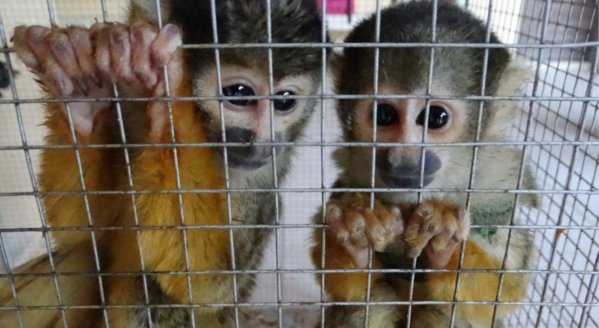 Squirrel monkeys seized from pet market in Bolivia