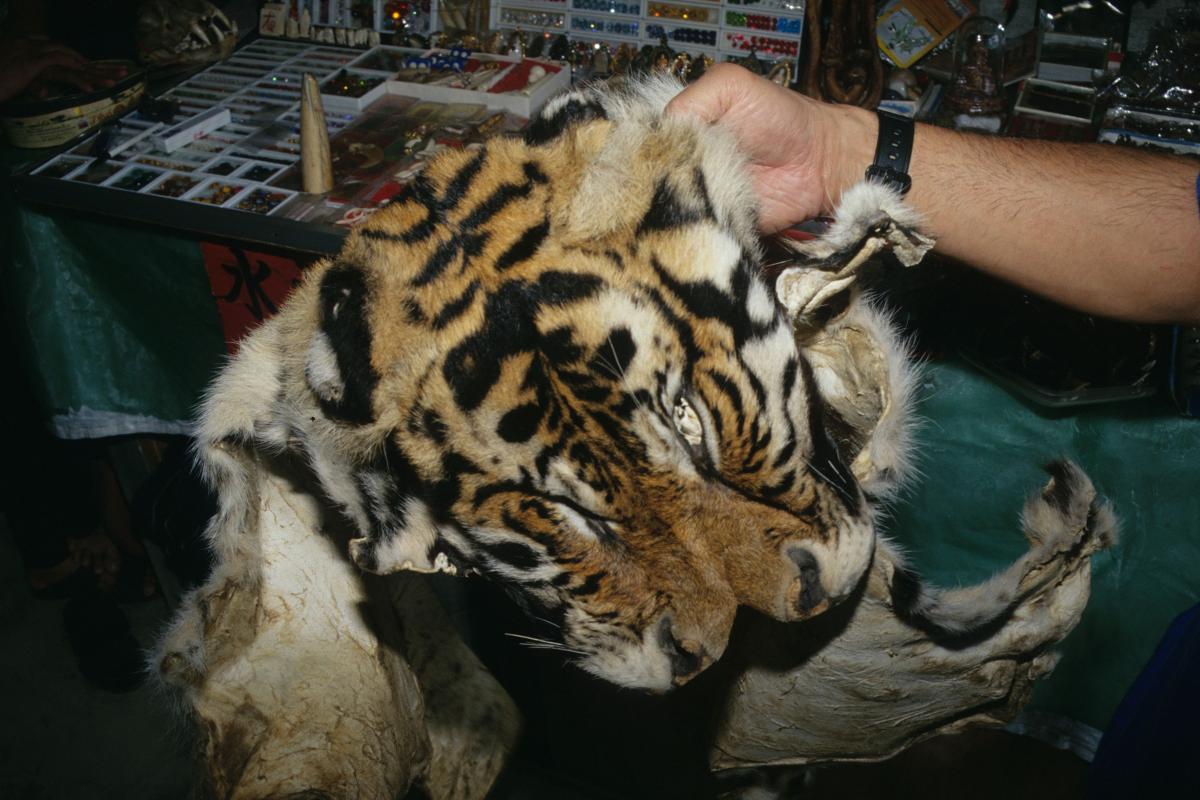 Tiger skin for sale Southeast Asia