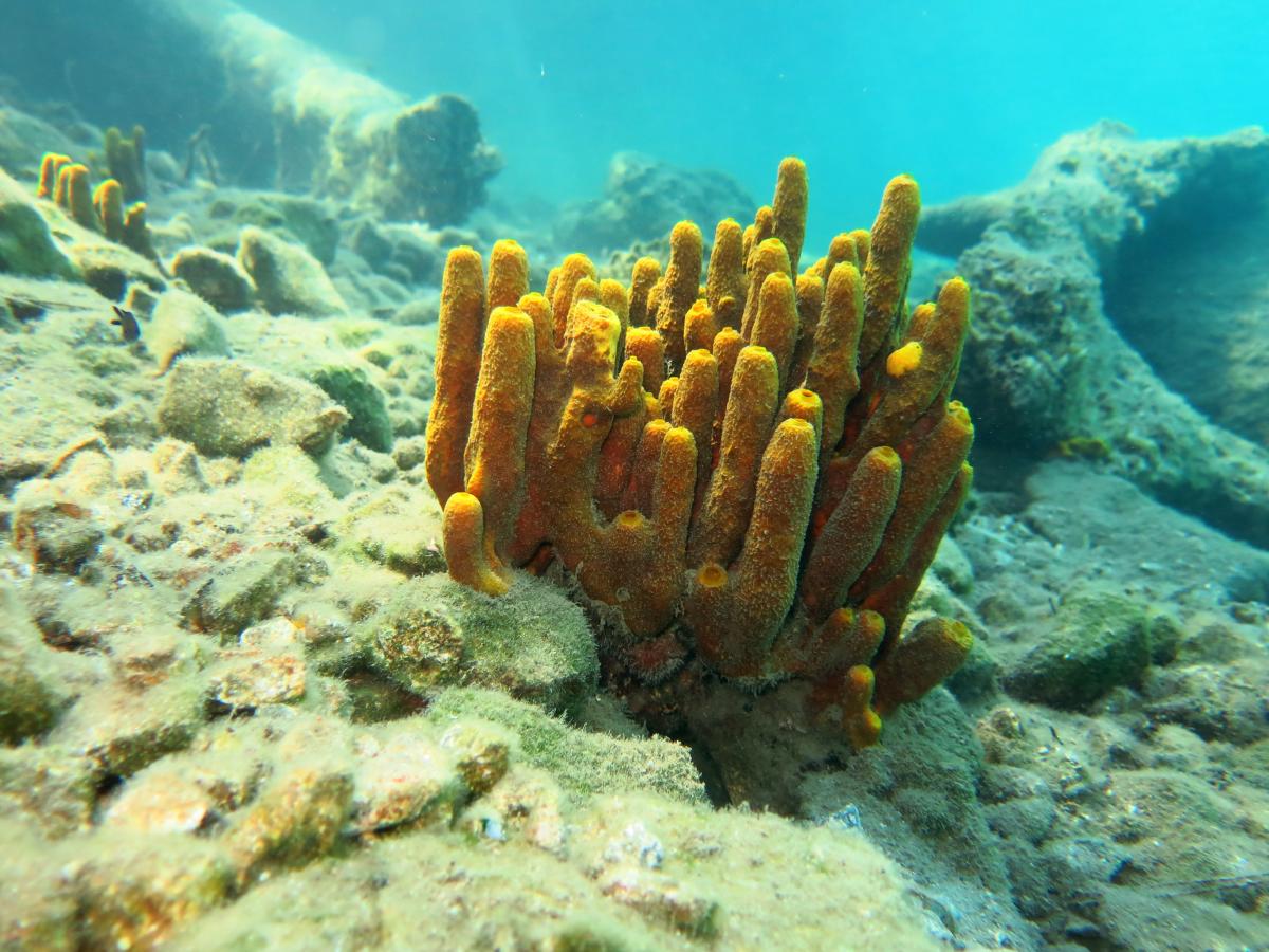 Sea Sponges Facts