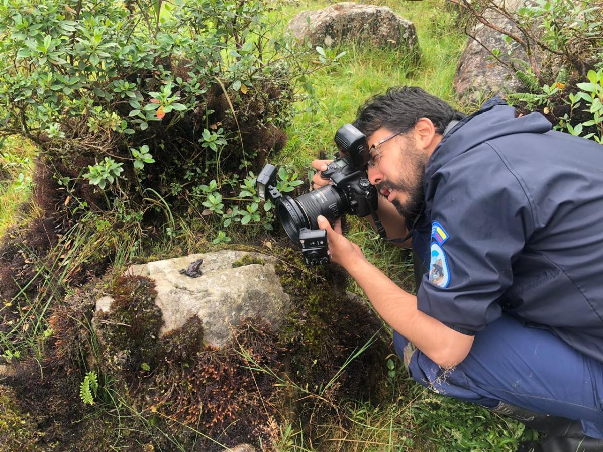 Amphibian cataloguing at Chingaza National Park Colombia