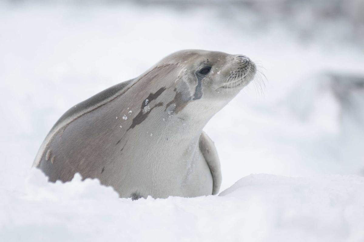 Crabeater seal, King George Island, South Shetlands. 