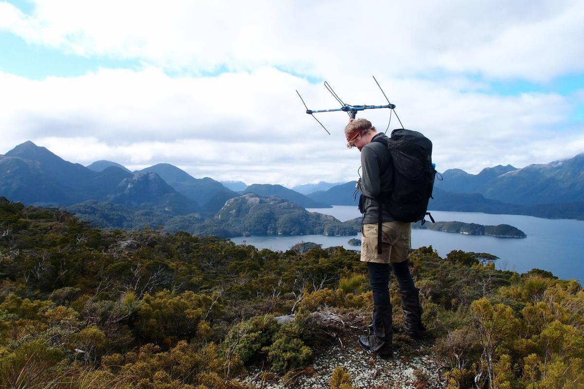 Department of Conservation Ranger in New Zealand monitors Kakapo parrots using telemetry