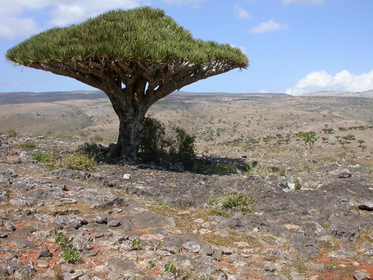 Dracaena cinnabari-3-Socotra-Dragon's Blood tree