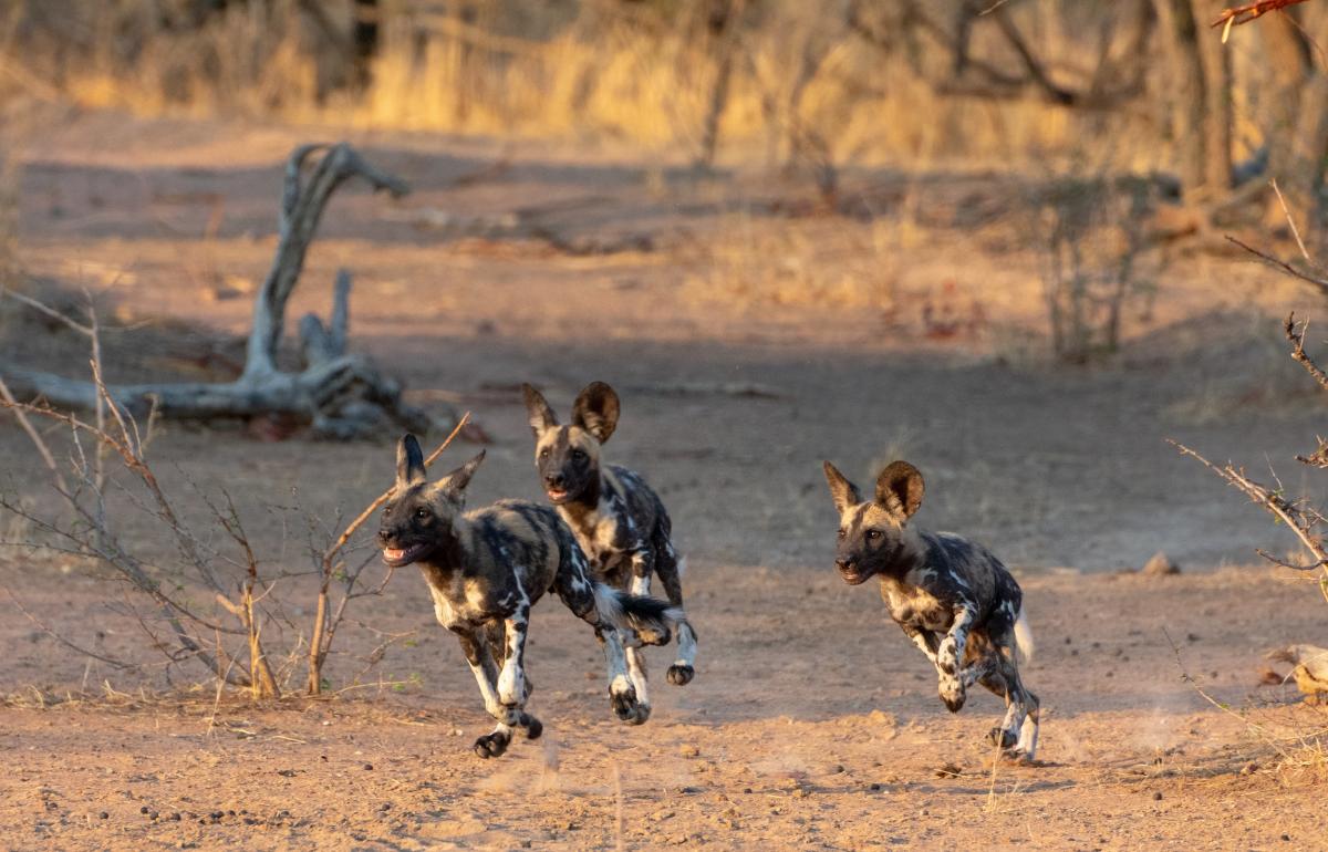 Wild dogs in Zambia
