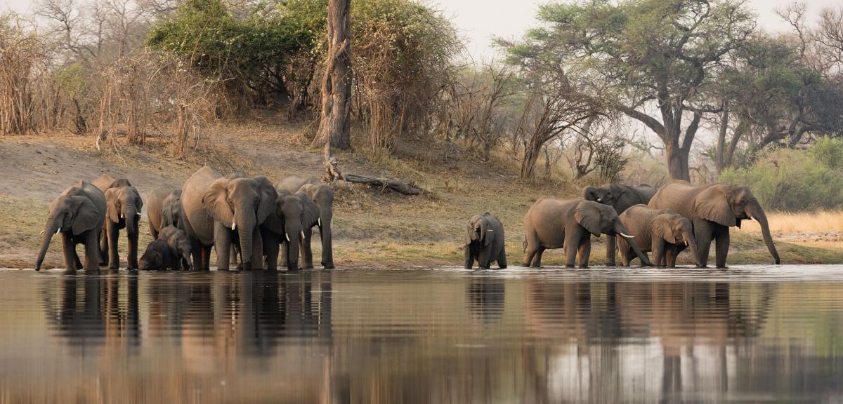African elephants at a watering hole