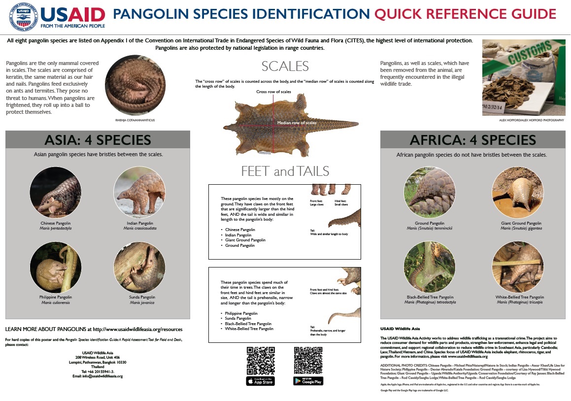 Pangolin Identification Poster Guide