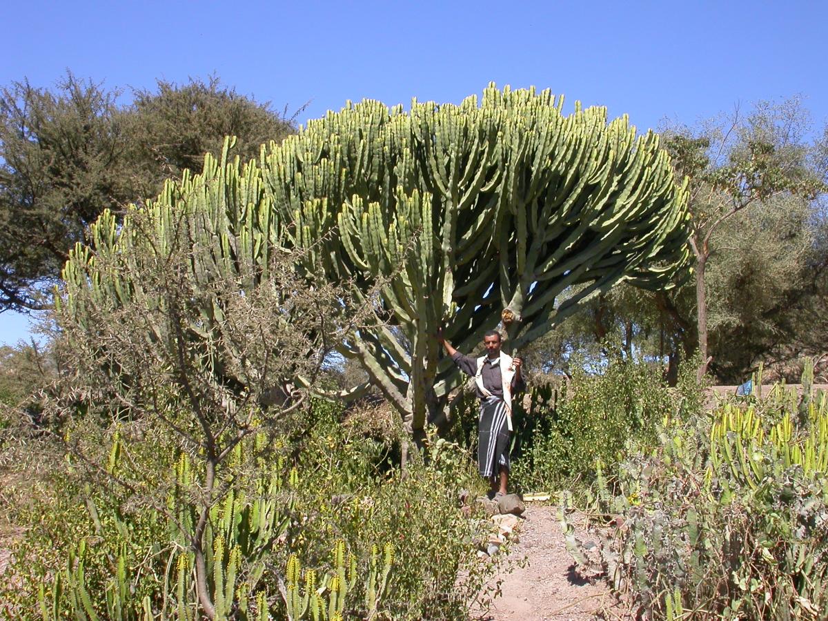 Euphorbia ammak DSCN8203 - Succulent Shrubland nr Taiz -  Yemen