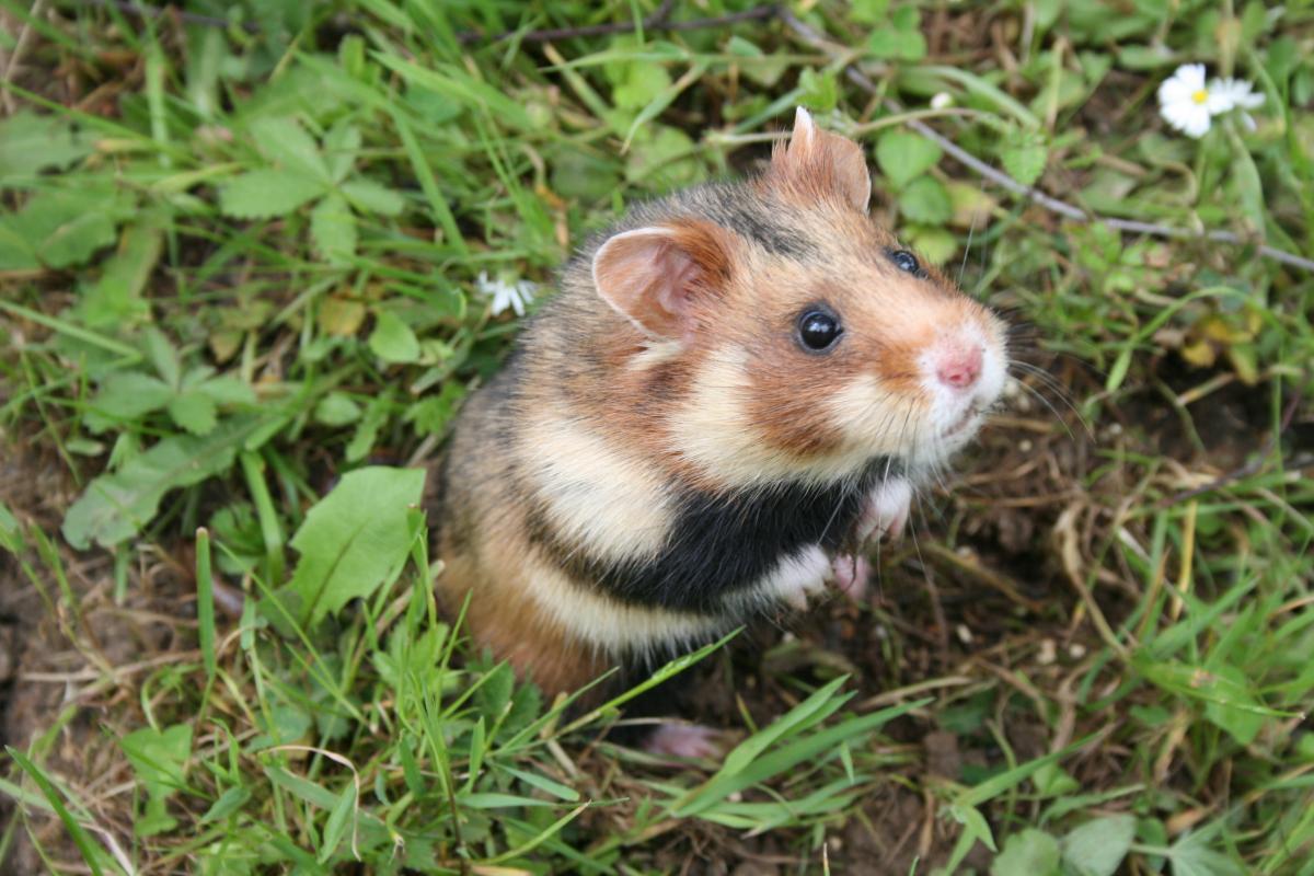 European hamster (Cricetus cricetus)