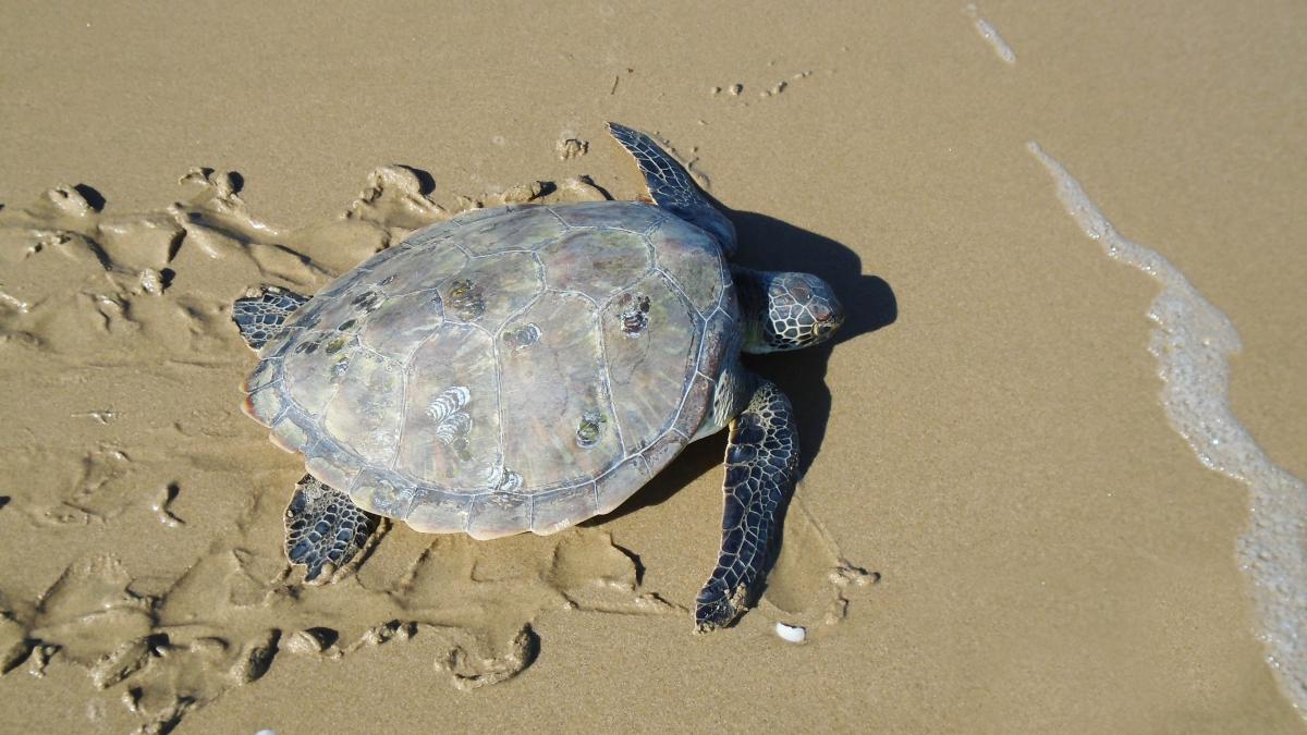  a green turtle on its way to the sea