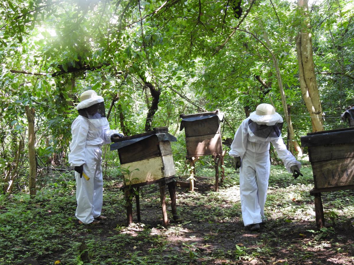 Este emprendimiento de apicultura beneficia a 32 familia de Barra de Santiago, en El Salvador.