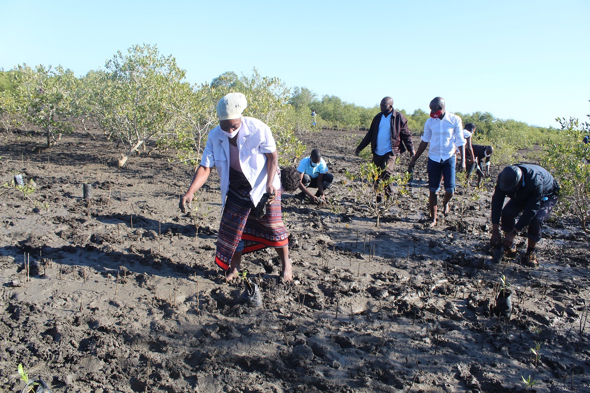 Mangrove planting in inhassoro