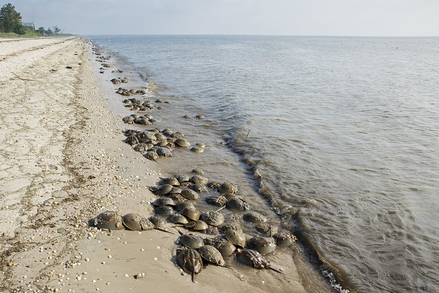 Massive spawning of American horseshoe crabs at Pickering Beach, Delaware, USA