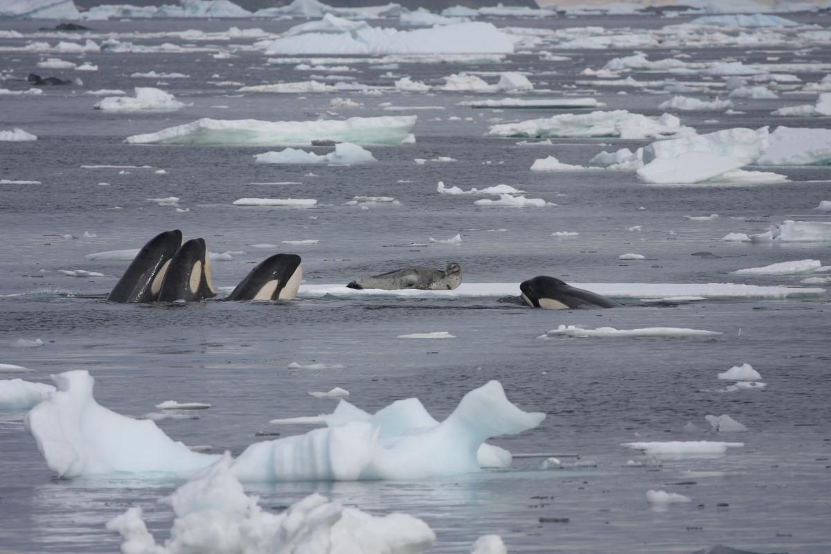 Killer whales spy hopping crabeater seals, Antarctica