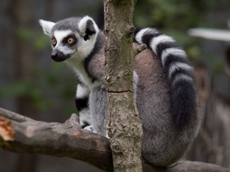 A ring-tailed lemur sitting on a tree branch