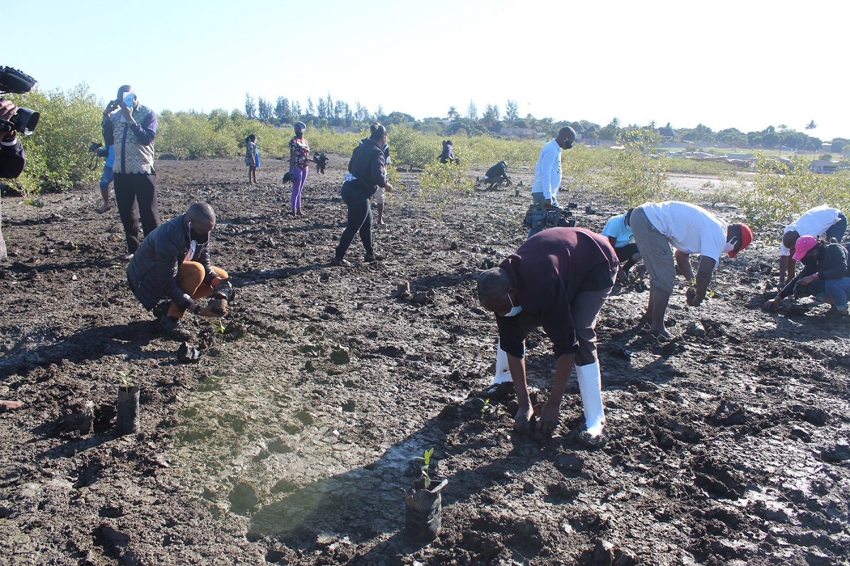 Mangrove planting in Maputo Mozambique