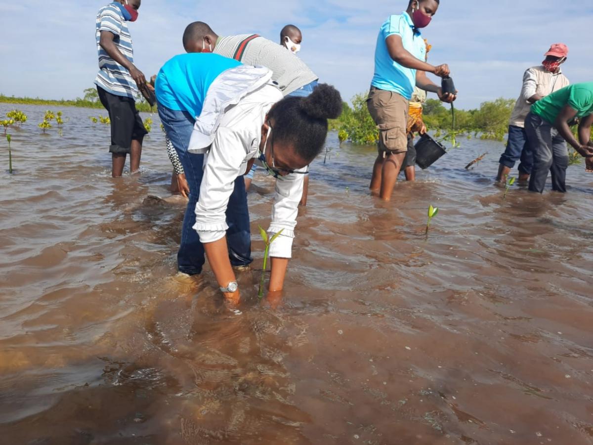 Mangrove planting in Mecufi Mozambique