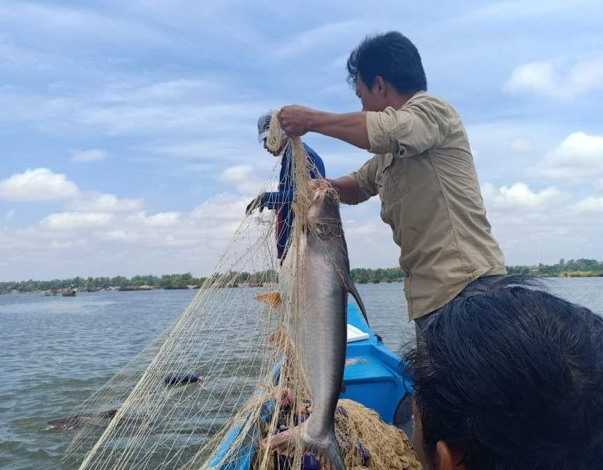 Mekong fish broodstock in Stung Treng 