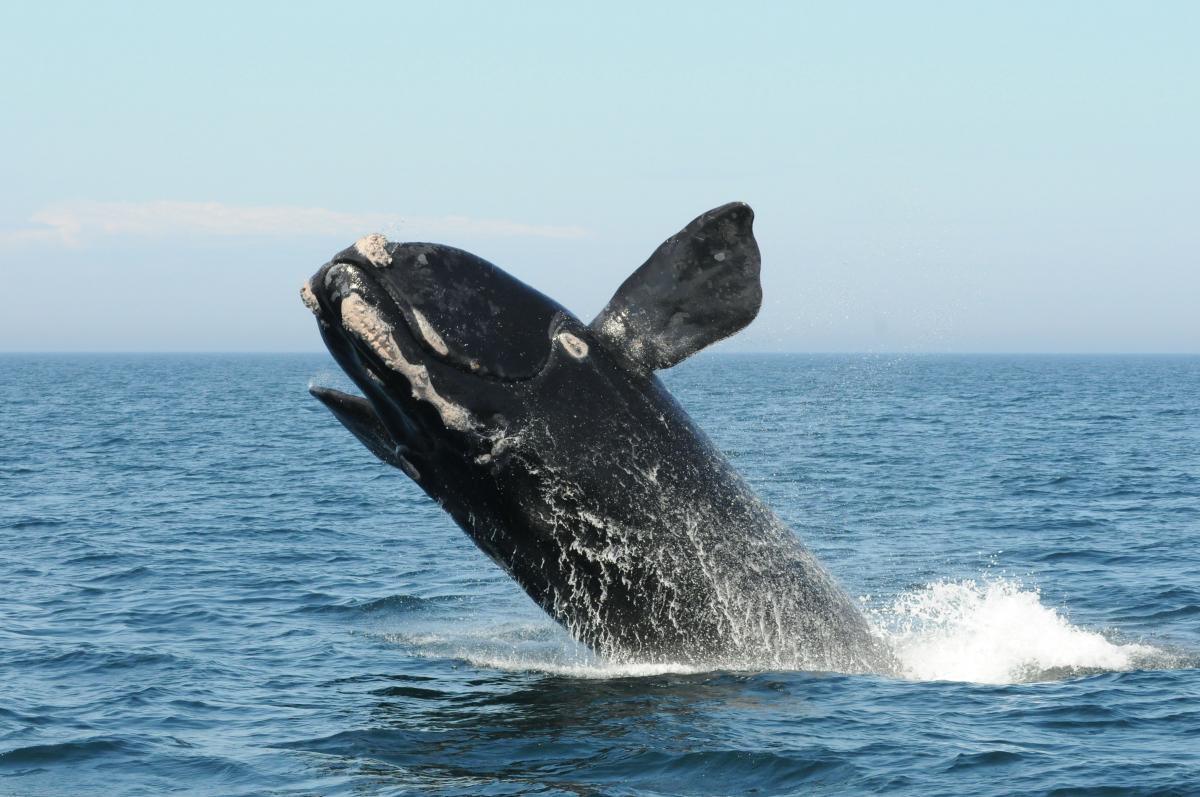 A north Atlantic Right Whale breaches