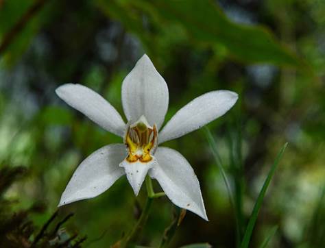 Arunachal Pradesh, Red List, Endemic, India, SSC, orchids, species
