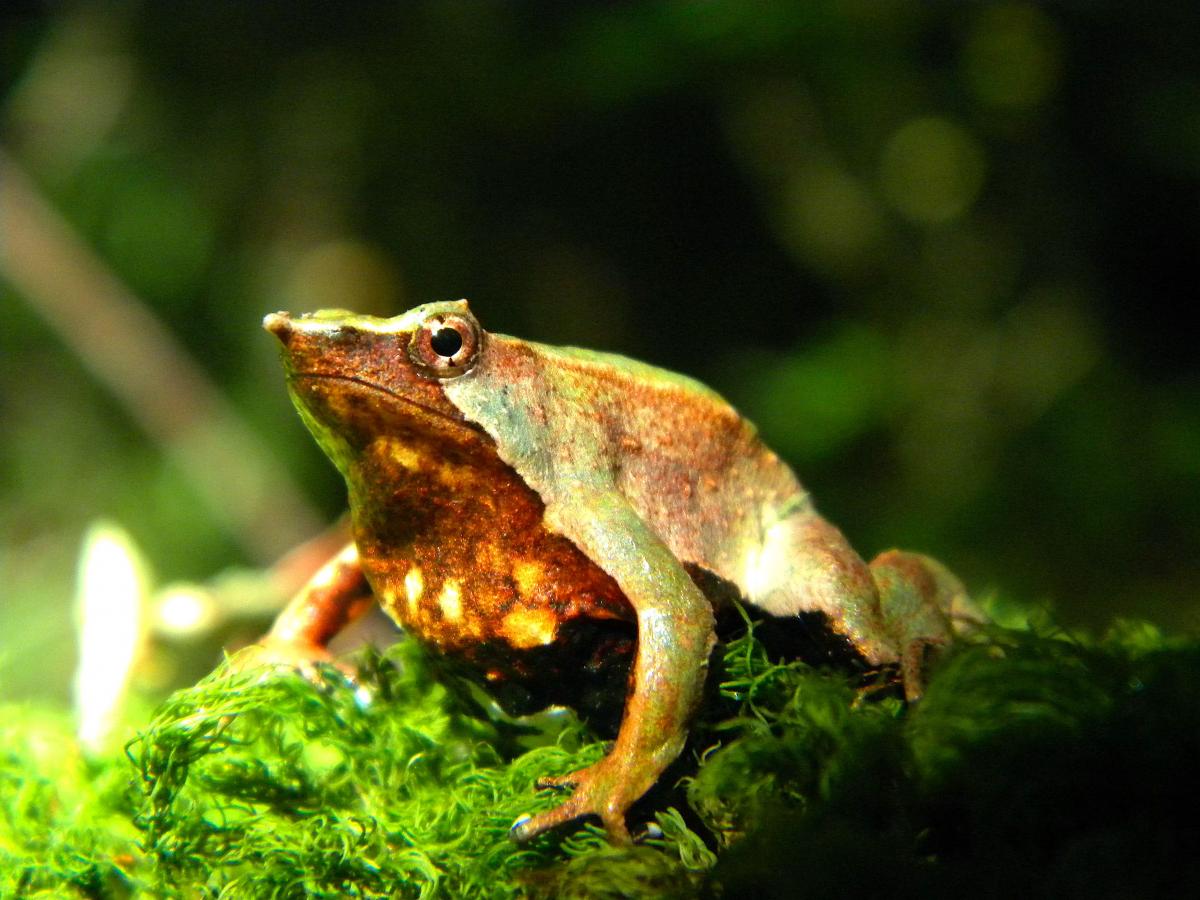 The southern Darwin’s frog 