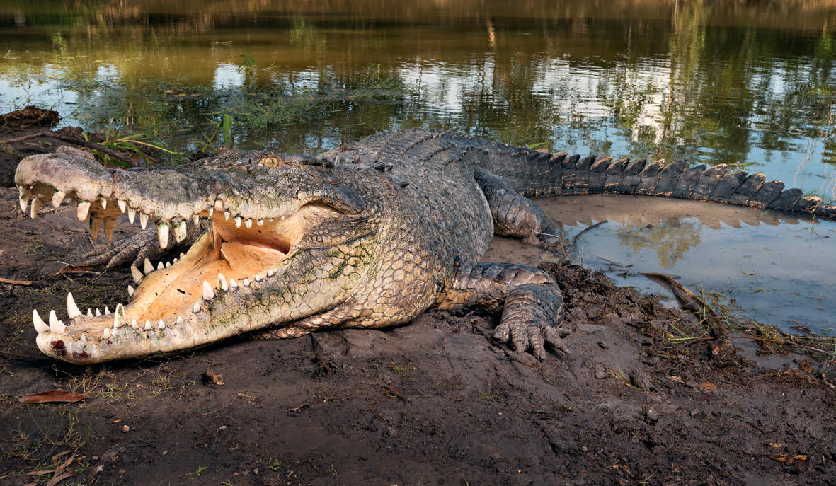 Covid-19 and Crocodilians