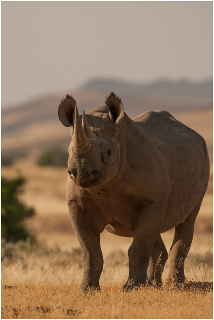 Rhino Poaching Declines, But Animals Still Threatened