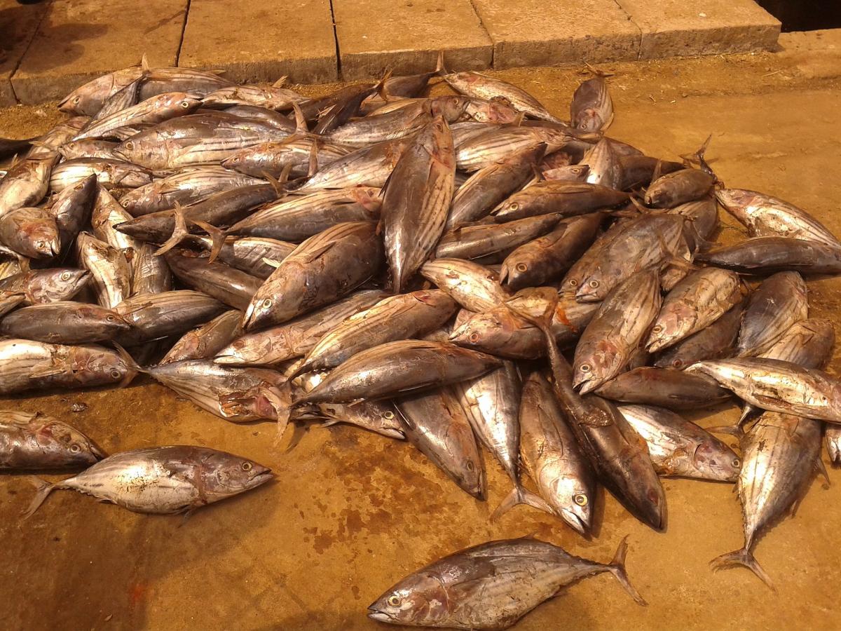 Tuna fishes as dumped from a fishing boat for loading