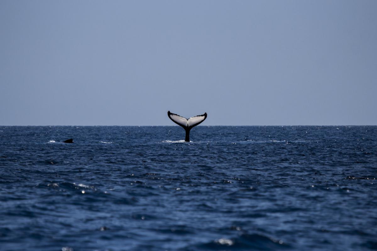 Humpback whale on the open ocean