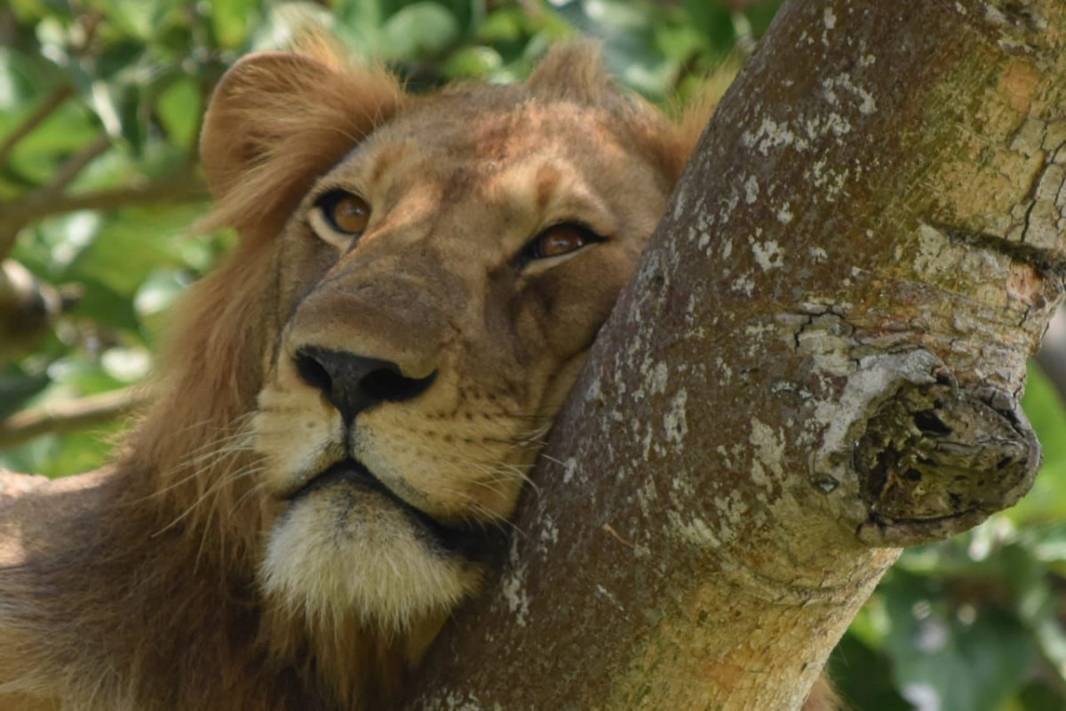 A lion resting on a tree in Muchision falls landscape