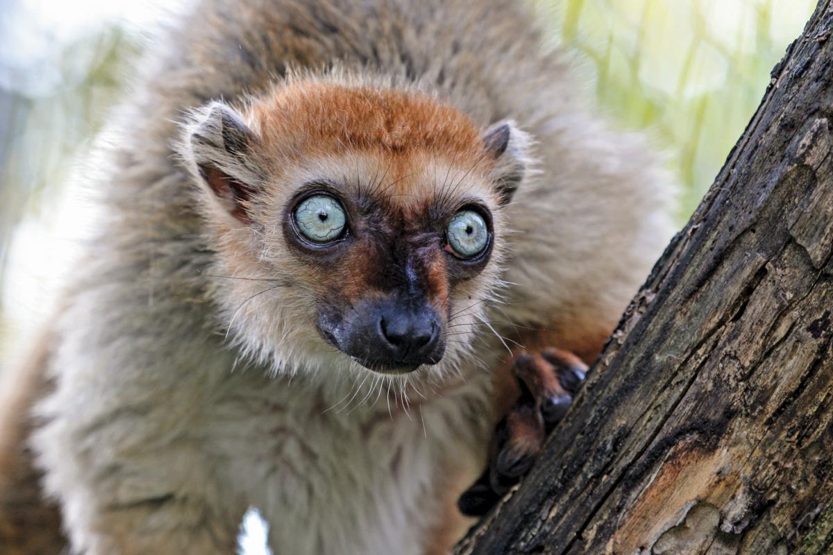 Blue eyed black lemur