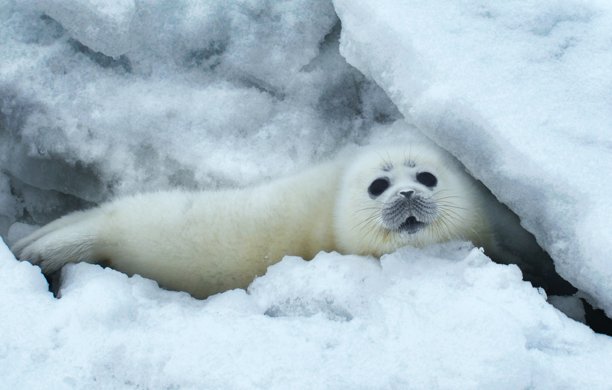 Endangered Caspian Seal Habitat Awarded Important Marine Mammal Area Status