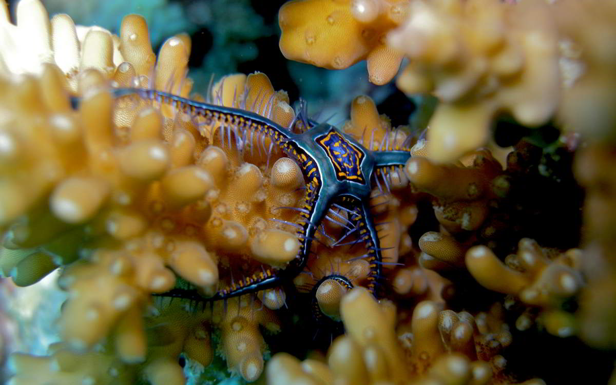 Coral reef Seychelles