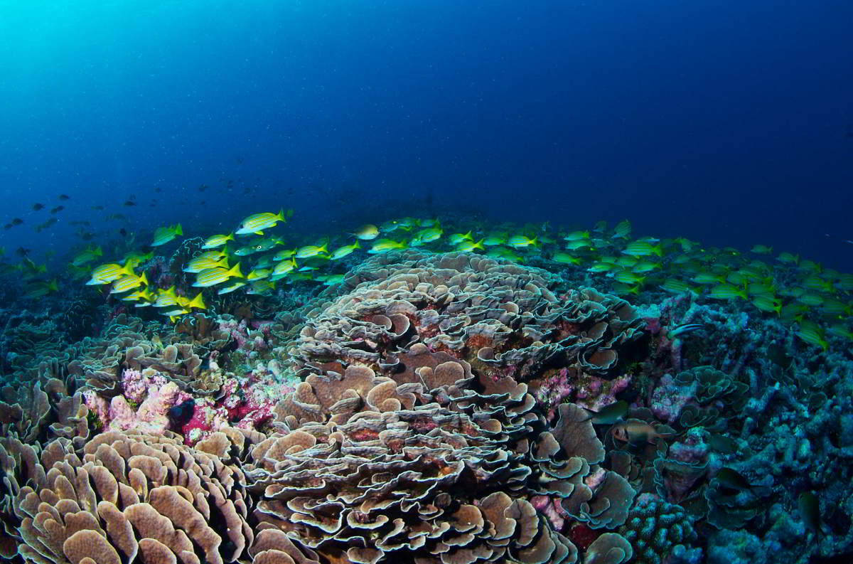 All coral reefs in the Western Indian Ocean at high risk of ...