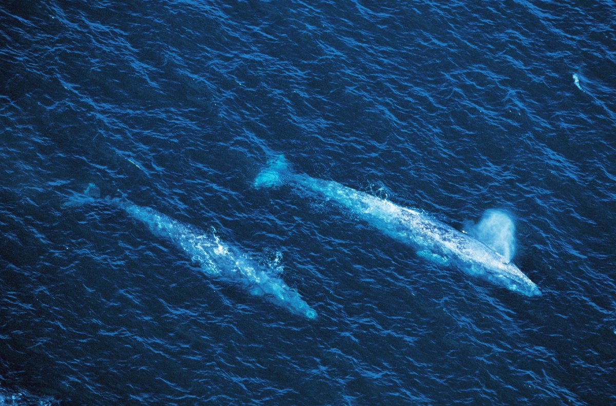 Gray whales in Baja California, Mexico