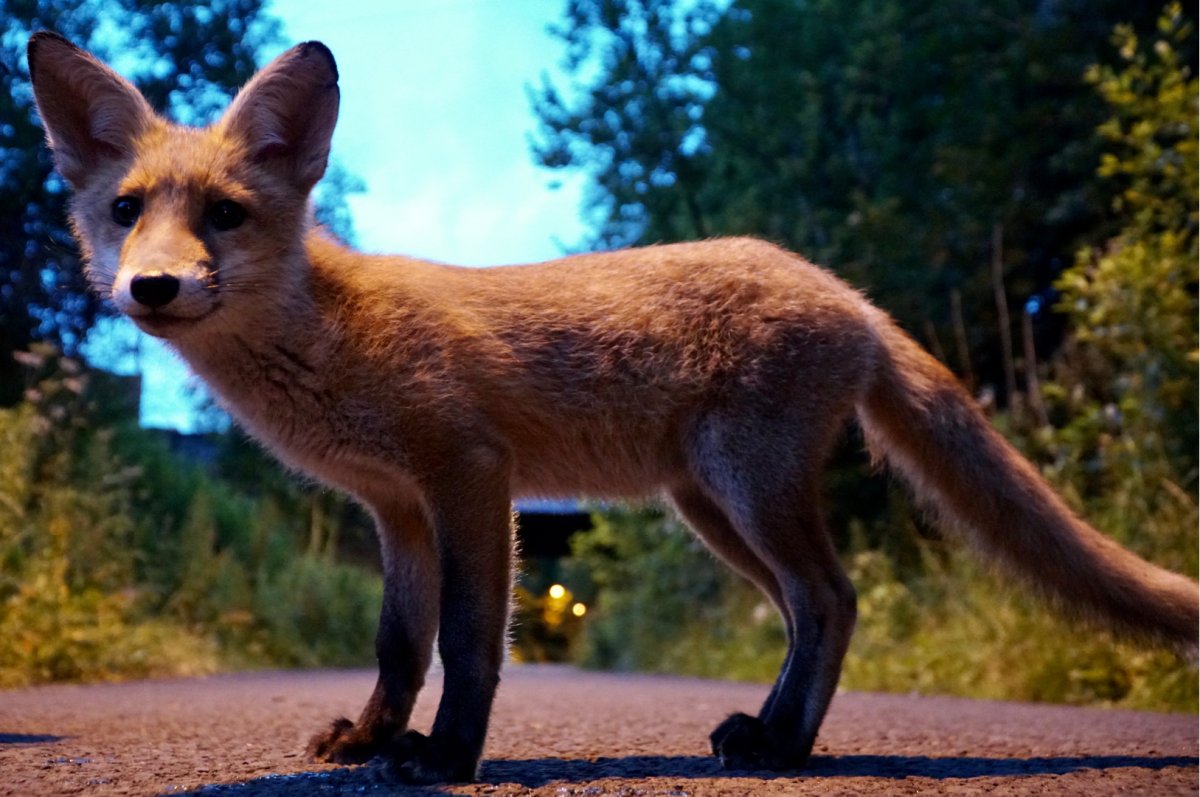 A fox in the streets of Edinburgh