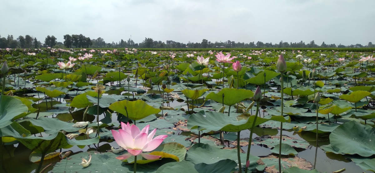 Pilot lotus growing in Viet Nam
