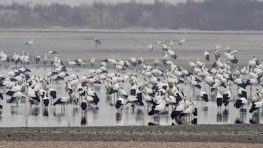 Community Conservation Area Volunteers Safeguard 5,000 Wintering Oriental Storks in Tianjin, China 