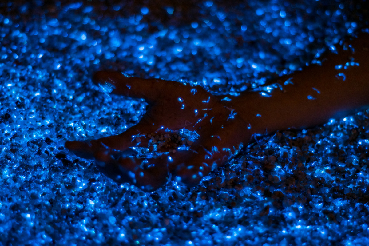 Plankton bioluminescence closeup
