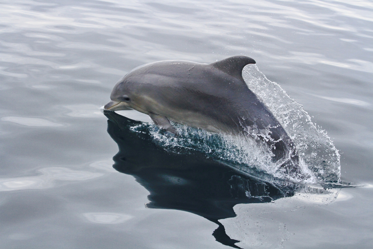 Black Sea tursiops bottlenose dolphin