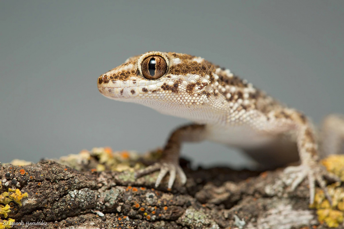 South American Marked Gecko (Homonota horrida)