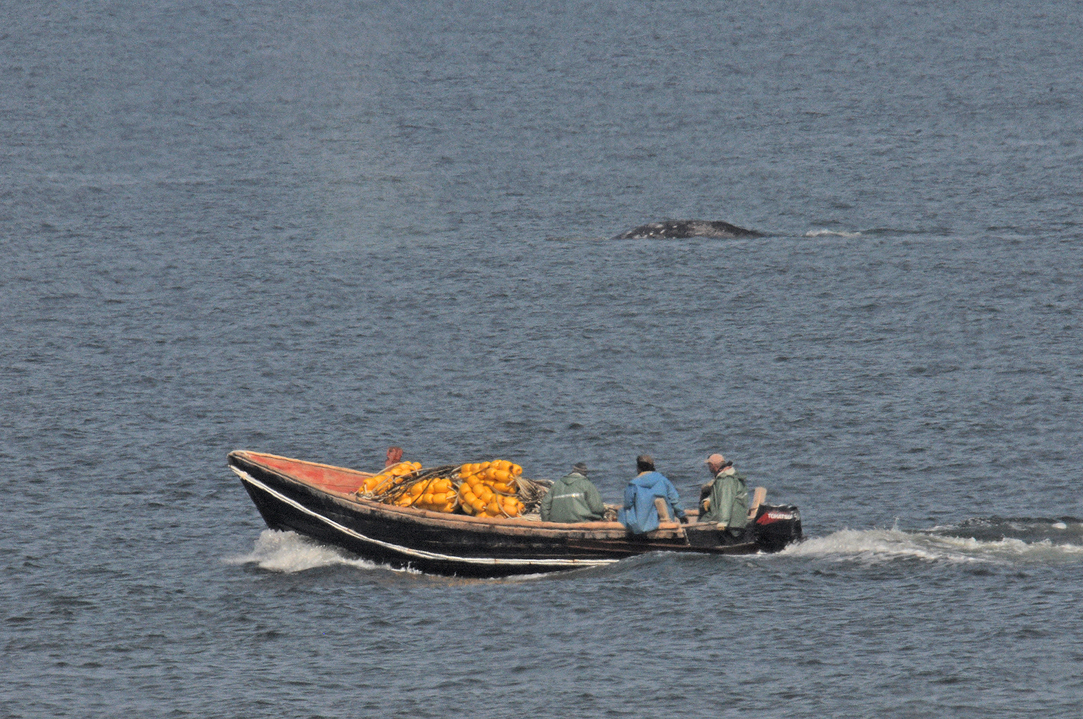 Fishermen passing feeding gray whales near Sakhalin