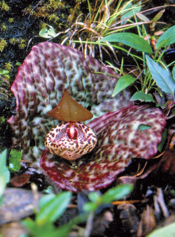 Freckled Cypripedium (Cypripedium lentiginosum)