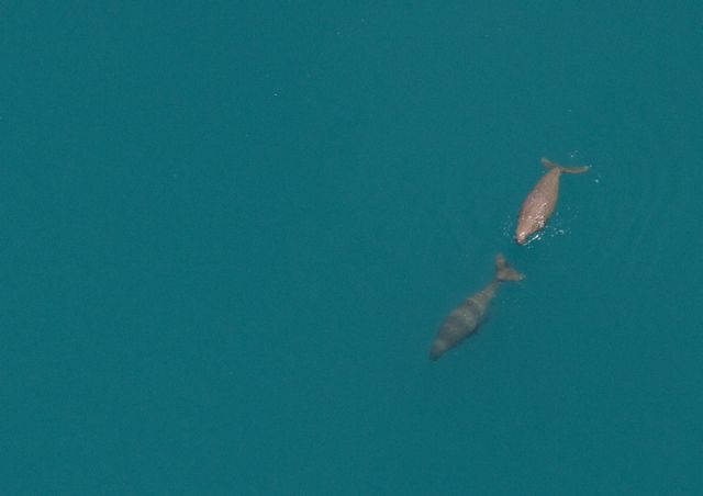 A rare sight even from the air- a dugong pair!