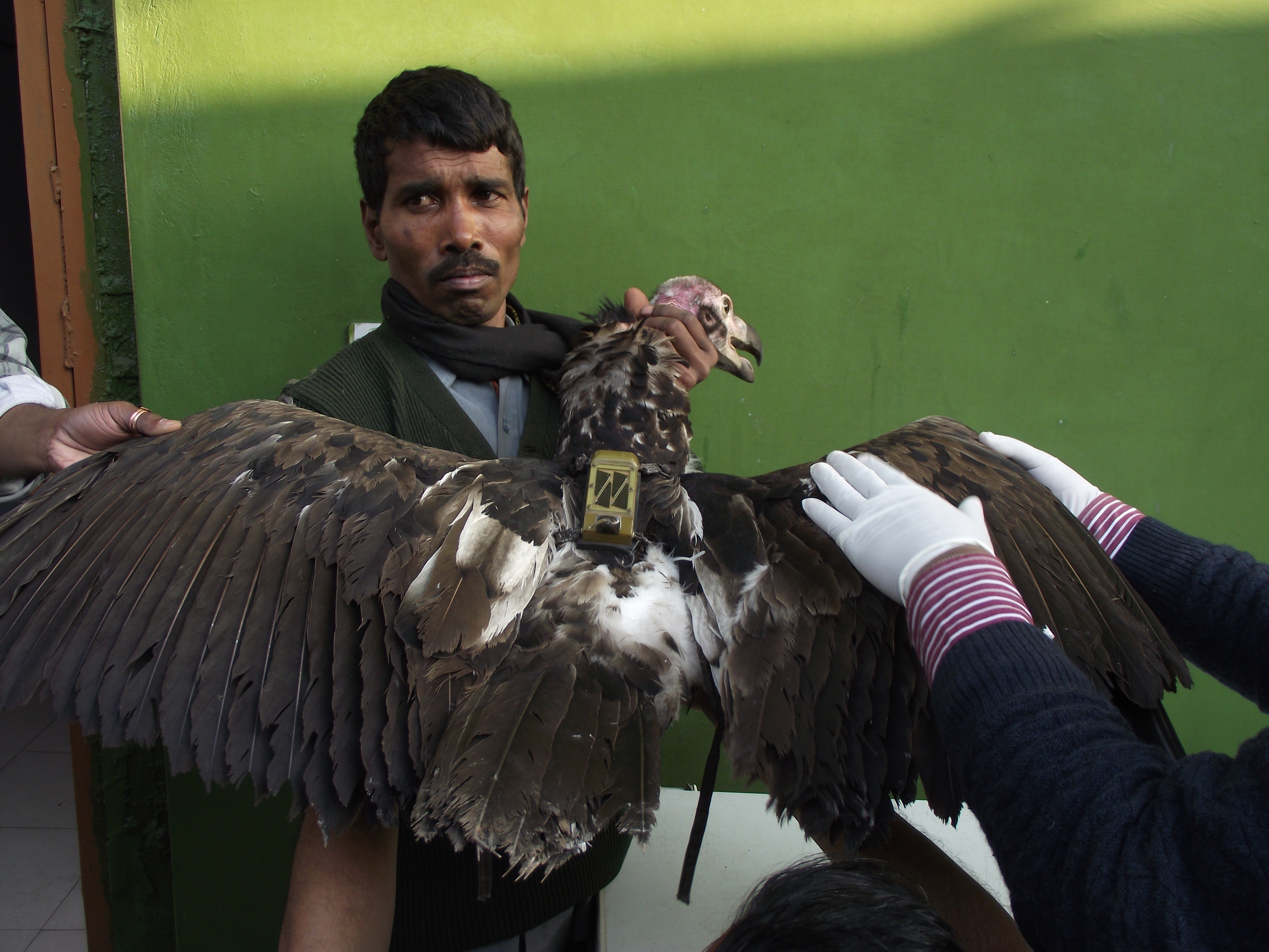 Vulture successfully tagged