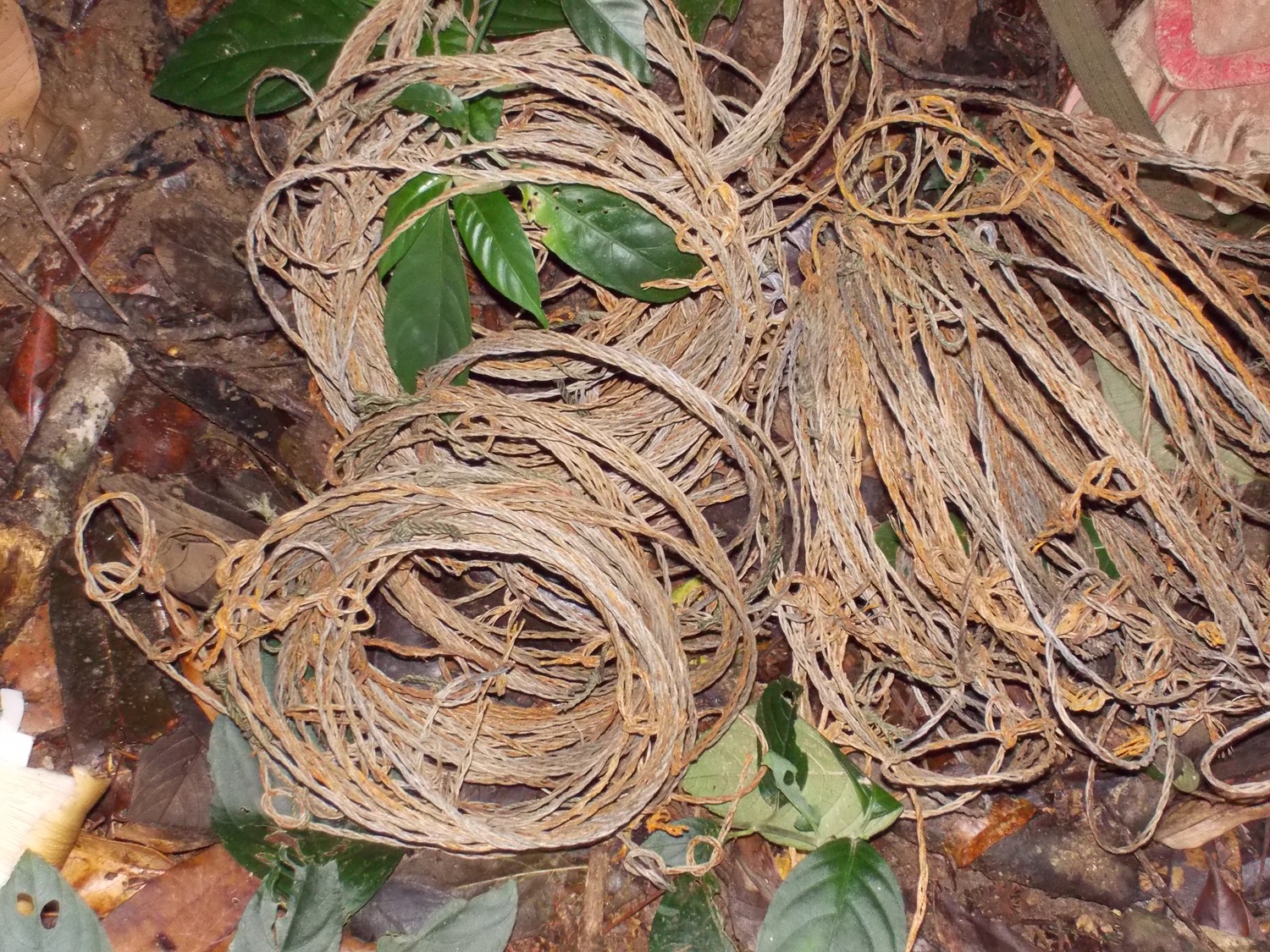 A collection of snares from a single foot patrol in Phou Sithone ESCA