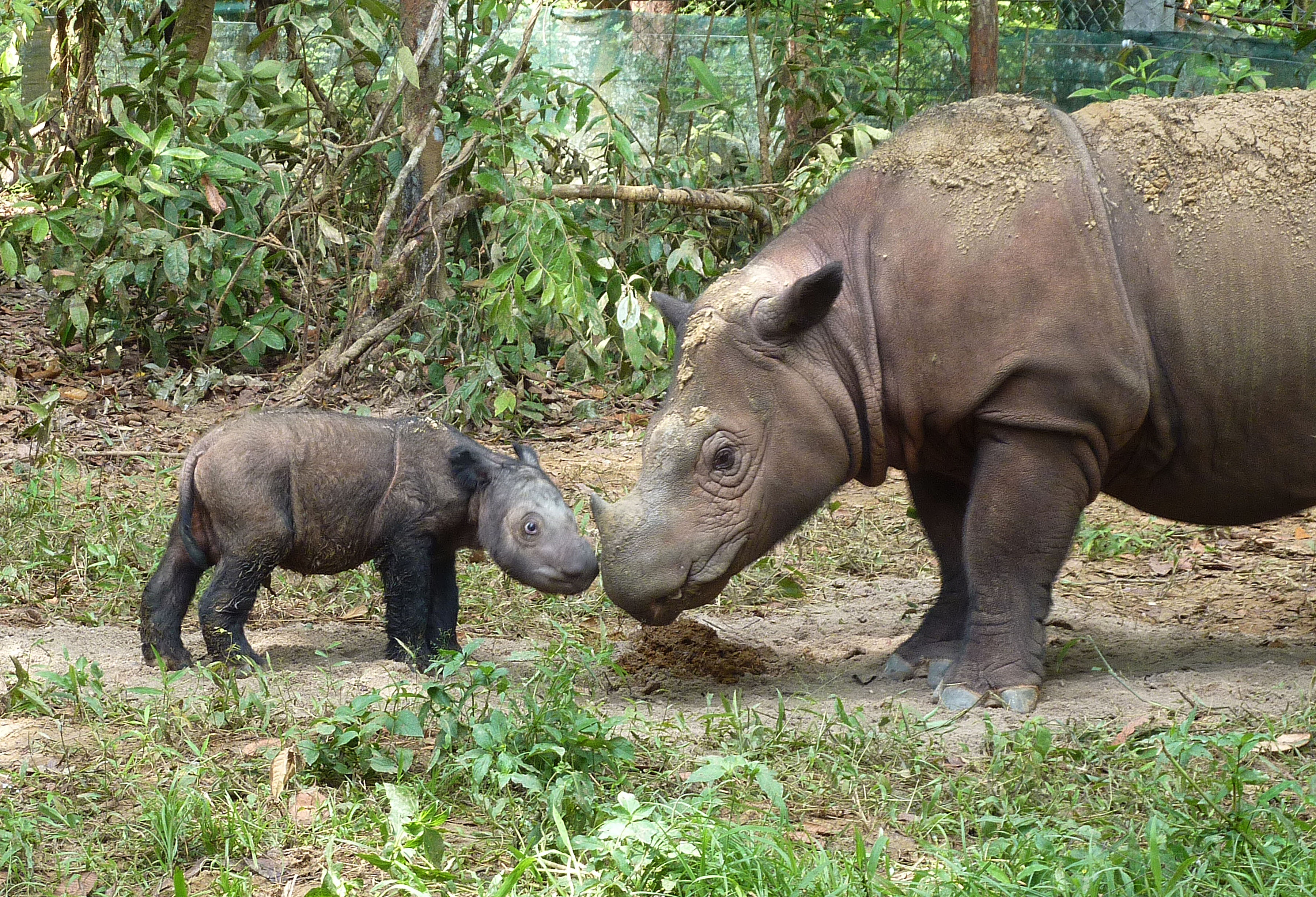 Sumatran rhino likely to go extinct unless action is taken urgently, warns  IUCN | IUCN