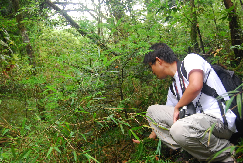 Surveying for Yuanbaoshan Firs in the Natural Nature Reserve